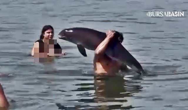 Mudanya’da ölü yunusu sırtında taşıdı