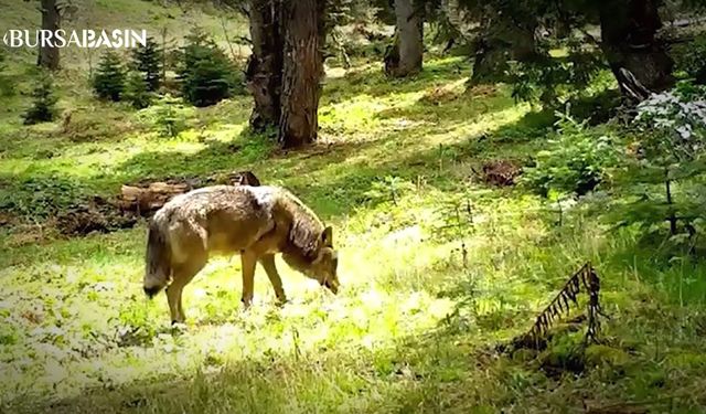 Nesli Tükenmekte Olan Bozkurt Fotokapana Yakalandı