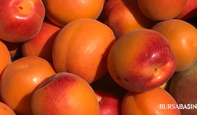 Kuru Kayısı Altınla Yarışıyor: Kilosu 1000 TL’yi Aştı