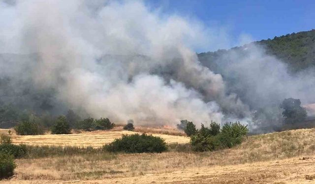 Yenişehir’de Tarlada Başlayan Yangın Ormana Sıçradı