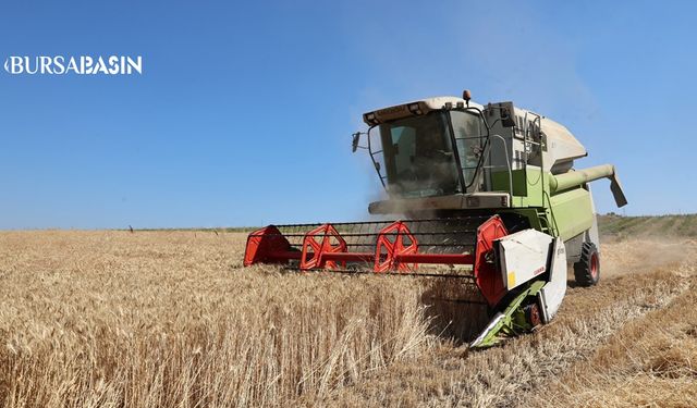 Nilüfer'de ilk buğday hasadı Karacaoba'da yapıldı