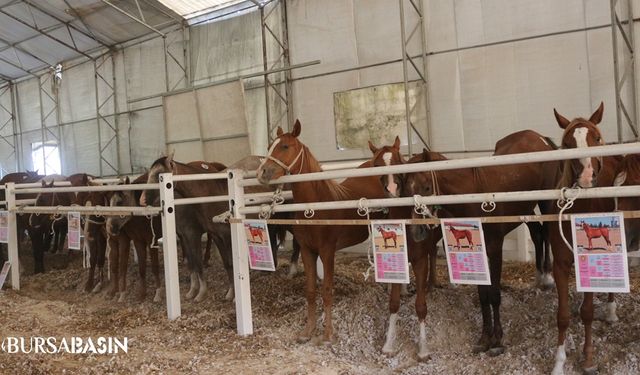 Karacabey Harası'nda Tay Satışından 23 Milyon Lira