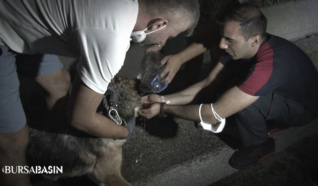 Bursa'da Yangında mahsur kalan hayvanları vatandaşlar kurtardı