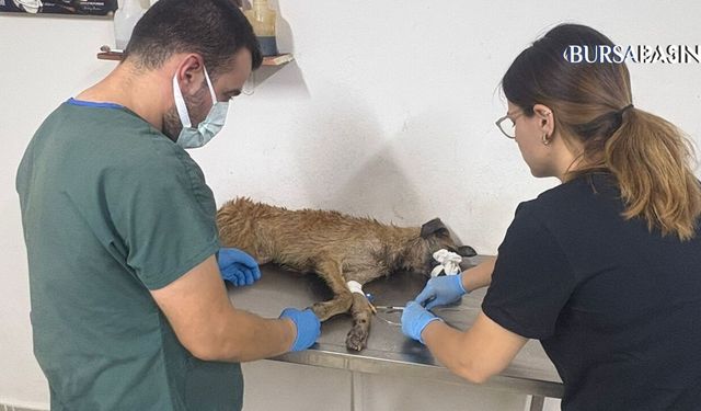 Yangından Kurtulan 103 Köpeğe Belediyeler Sahip Çıktı