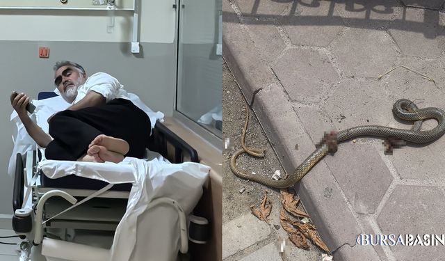 Yenişehir’de Yılan Isırdı, Öldürüp Hastaneye Götürdü