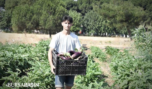 Osmangazi’de Gazi Tarım’da İlk Hasat Başladı