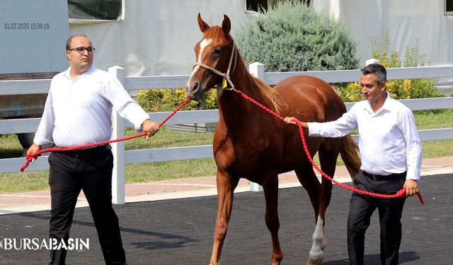 TİGEM Tay Satışında 45 Milyon Lira Kazandı