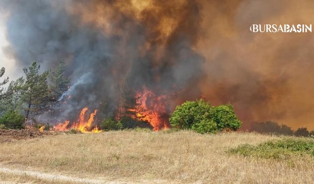 Yenişehir Kavaklı’daki Orman Yangını Kontrol Altında