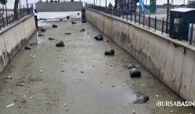 Yağmur Sonrası Gemlik Körfezi Çöplüğe Döndü