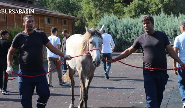 Karacabey Harası'nda 51 Tay 27,7 Milyon Liraya Satıldı