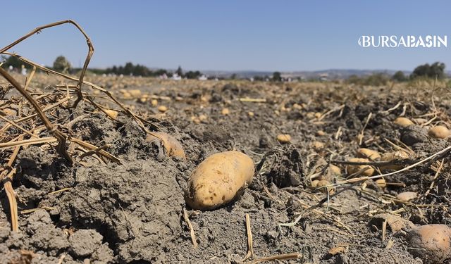 İnegöl’de Çiftçiden Örnek Davranış: Patatesler Ücretsiz