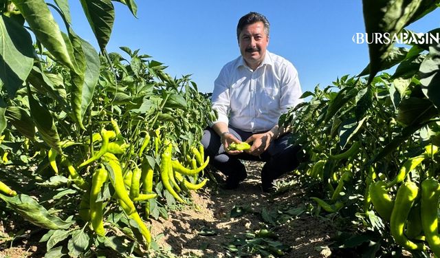 Başkan Özel’den Tarlada Biber Toplayan İşçilere Ziyaret