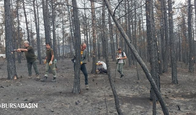 Bursa’da Yanan Ormanlar Yeniden Hayat Bulacak