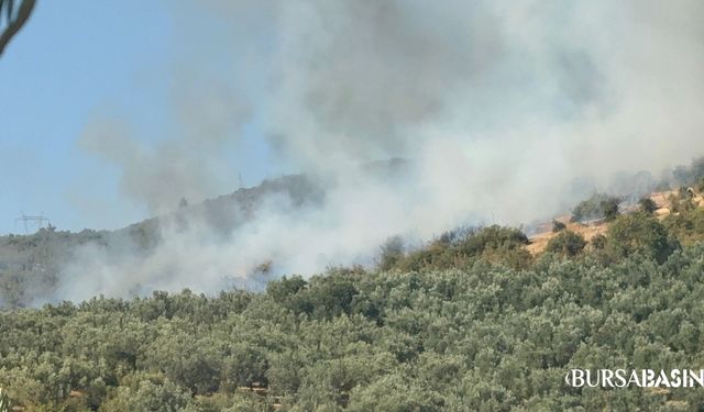 İznik’te Ormanlık Alanda Çıkan Yangın Korkuttu