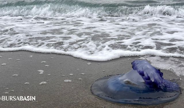 Mudanya'da Mavi denizanaları sahile vurdu