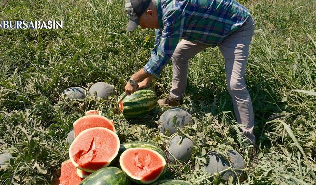 iPhone 17 için çiftçi kaç ton ürün satmalı?