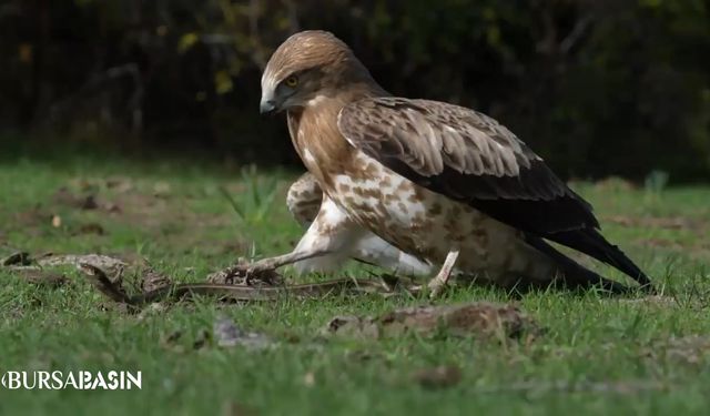 Bursa’da Kartalın Yılan Avı Nefes Kesti