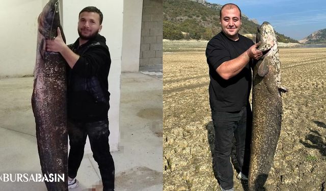 Boğazköy Barajı’nda Dev Yayın Balıkları Görüldü