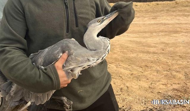 İnegöl’de Mavi Balıkçıl Misinadan Kurtarıldı