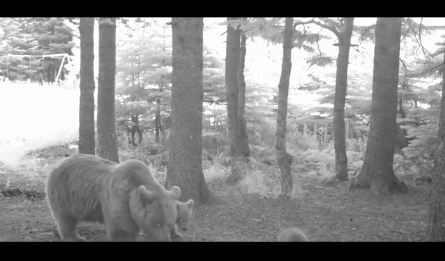 Uludağ’da Fotokapan Bozayı Ailesini Görüntüledi