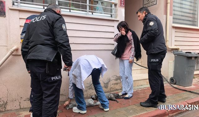 İnegöl’de Yürek Burkan Yangın: 2 Kedi Hayatını Kaybetti