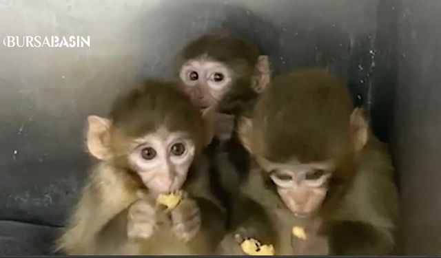 Bursa’da Yasa Dışı Tutulan 3 Makak Maymunu Koruma Altında