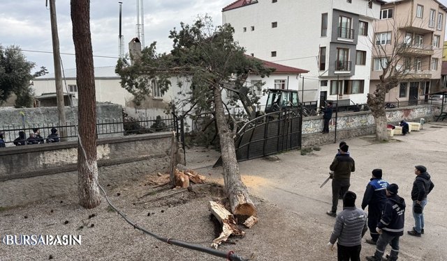 İznik’te Lodos Dev Çamı Devirdi