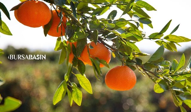 Türkiye’nin narenciyede altın yılı: Gelir 1,4 milyar doları