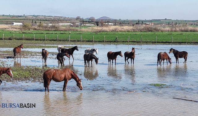 Uluabat Taştı, Milyonluk Atlar Suda Kaldı