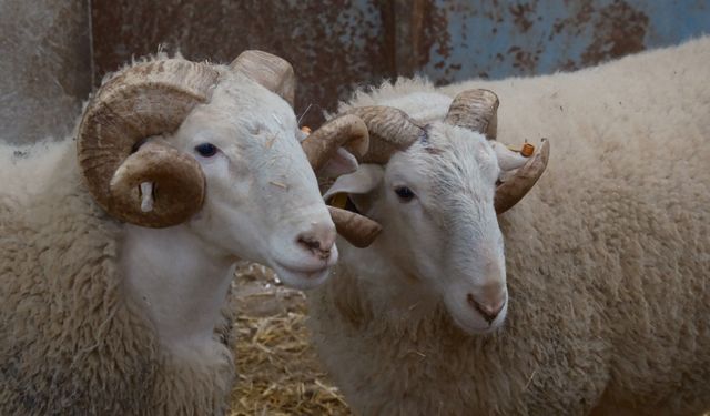 Merinos Koçları Açık Artırmayla Satılacak