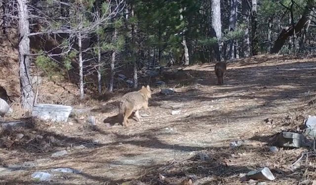 Uludağ’da Altın Çakallar Fotokapana Yakalandı