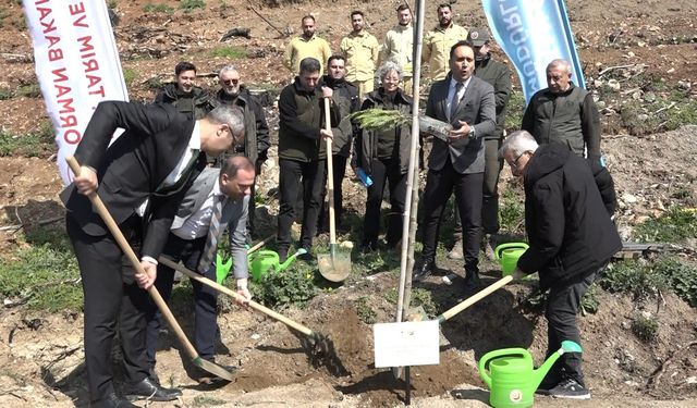 Bursa’da Yanan Ormanlar Yeniden Yeşeriyor