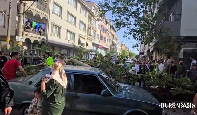 Karacabey’de Devrilen Ağaç Kazaya Neden Oldu