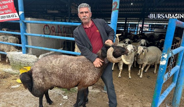 Bursa Kurban Pazarında Maliyetler Üreticiyi Zorluyor