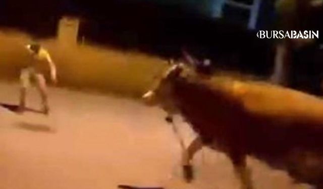 Bursa’da Kaçan Dana Mahallede Paniğe Neden Oldu