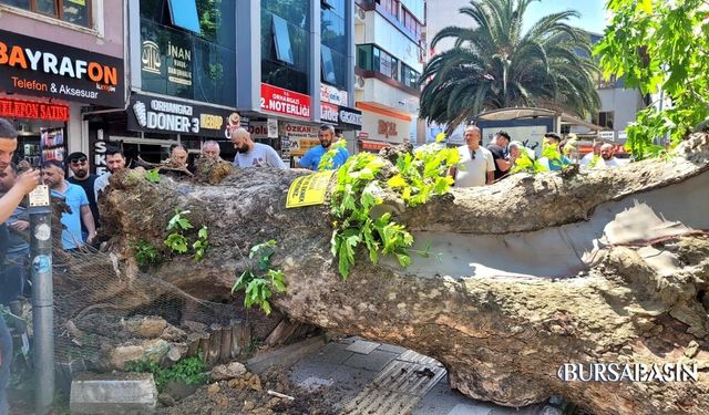 Orhangazi’de Asırlık Çınar Yola Devrildi