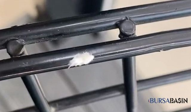 Bursa'da Nadir Görülen Dantel Böceği Görüntülendi