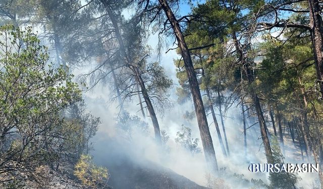 Büyükorhan'daki Orman Yangını Kontrol Altına Alındı