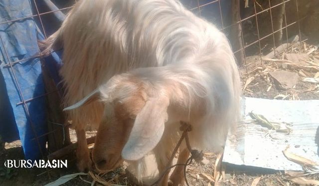 Bursa’da Kaçan Keçi 4 Gün Sonra Sahibine Kavuştu