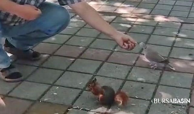 İnegöl'de Sincap ve Kumru Aynı Elden Beslendi