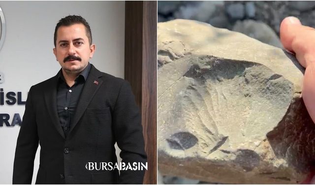 İznik Gölü Kıyısında 70 Milyon Yıllık Fosil Bulundu