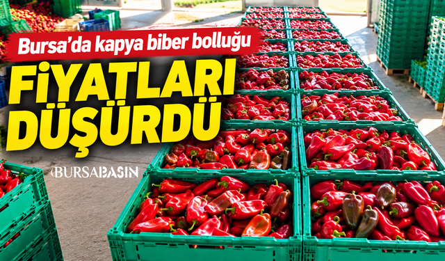 Bursa’da kapya biber bolluğu fiyatları düşürdü