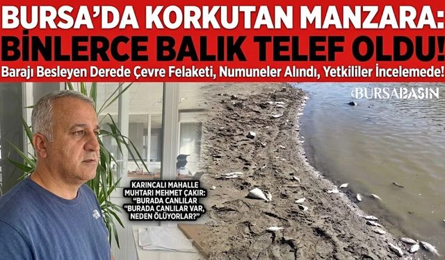Bursa'da Barajı Besleyen Derede Binlerce Balık Öldü