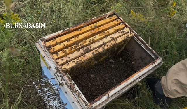 Binlerce arı çalılığı sardı! Arıcı tek tek kovana topladı