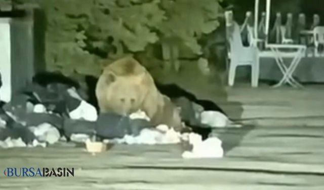Uludağ’da aç kalan ayı çöp konteynerine girdi