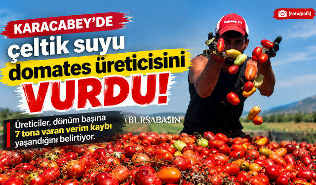 Karacabey’de çeltik suyu domates üreticisini vurdu
