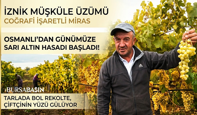 Osmanlı'dan Günümüze: İznik'te Sarı Altın Hasadı Başladı!