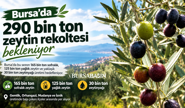 Bursa’da 290 bin ton zeytin rekoltesi bekleniyor