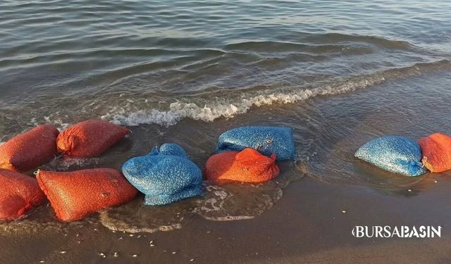 Mudanya’da 900 Kilo Kum Şırlanı Denize Geri Bırakıldı