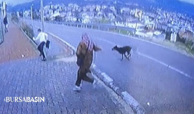 Bursa’da Köpek Paniği: 11 Yaşındaki Çocuk Bacağını Kırdı